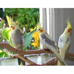 The Behavior Of  Cockatiel Bird
